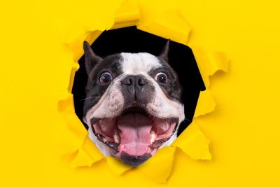 Canceling Your BarkBox Subscription: The User-friendly Guide