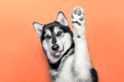 4 DIY Paw Print Keepsake Ideas