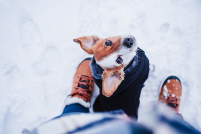 7 Tips to Keep Your Dog Safe in the Snow