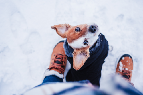 7 Tips to Keep Your Dog Safe in the Snow
