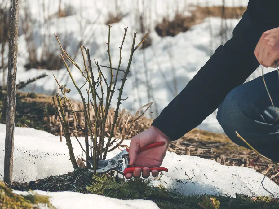 How to Prepare Your Garden for Winter